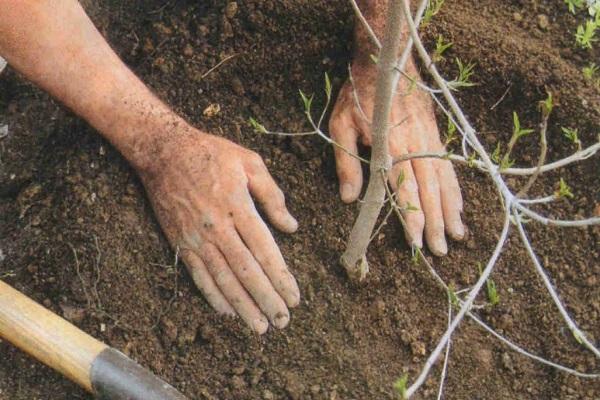 planting a seedling