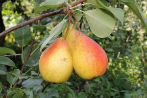 Description des meilleures variétés de poires pour la Sibérie, la plantation et les soins