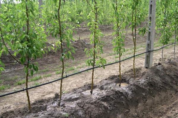 watering seedlings