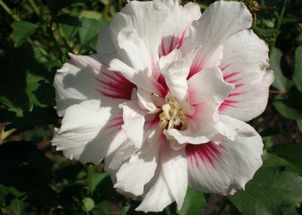 terry hibiscus