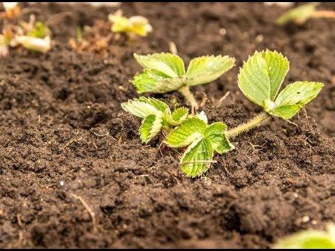 plantation de fraises