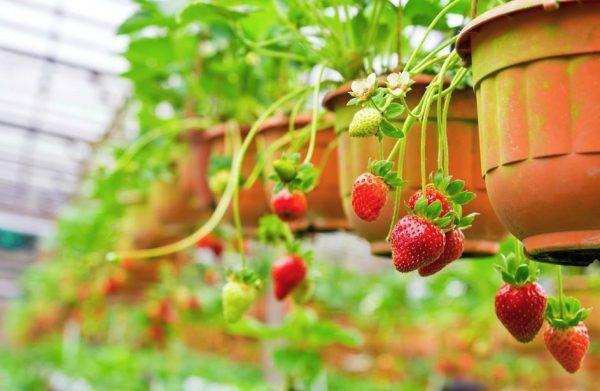 growing strawberries