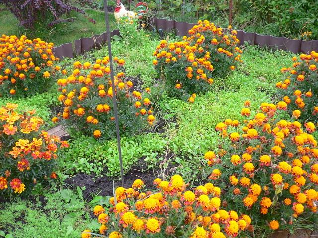 fleurs dans le jardin