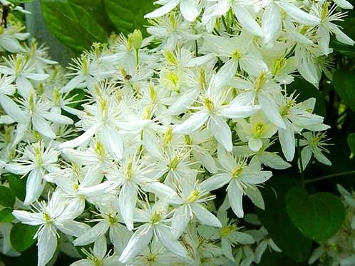 clematis ardiendo