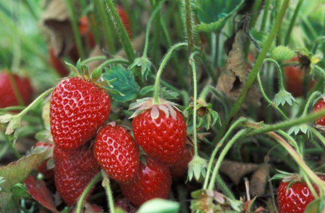 ripe strawberry