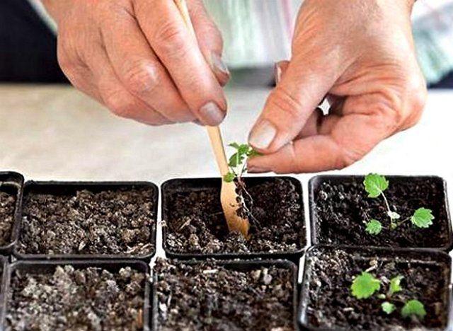 planting strawberries