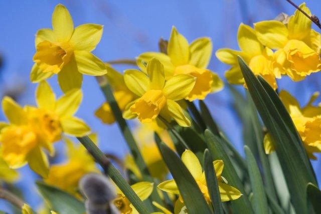 yellow daffodils