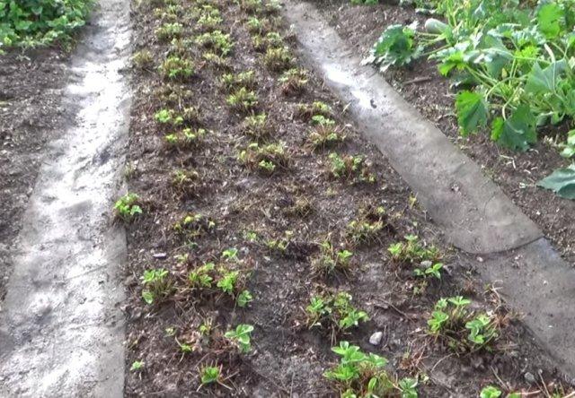 pruning strawberries