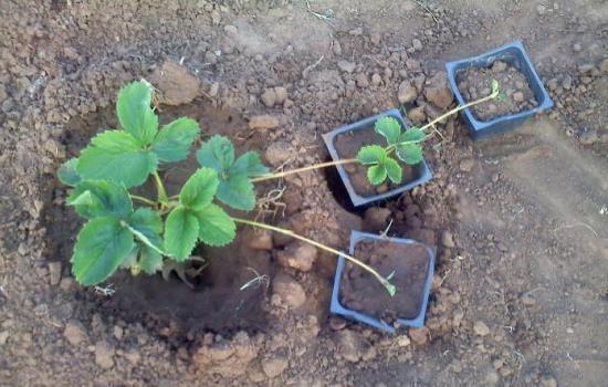 planting strawberries