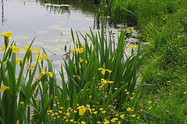 flowers on the river