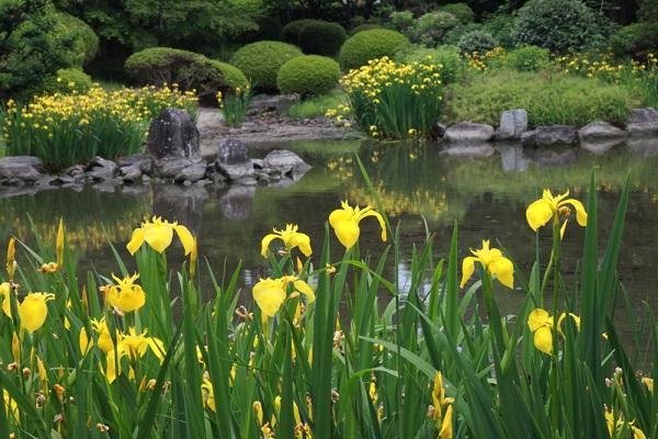 decorative pond