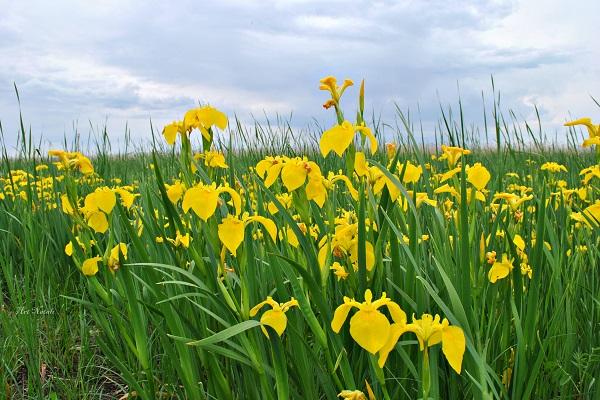 marsh iris