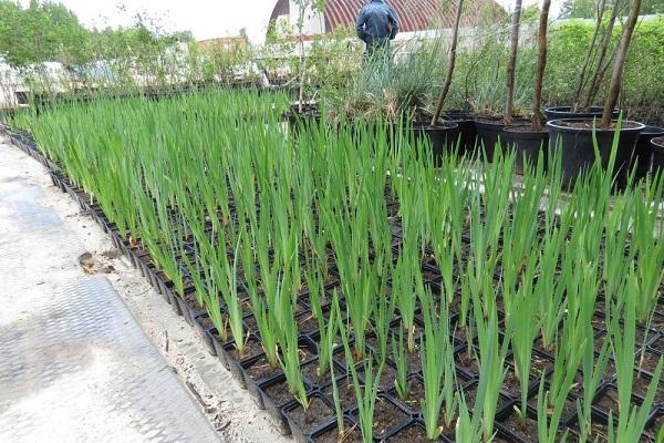 seedlings in pots