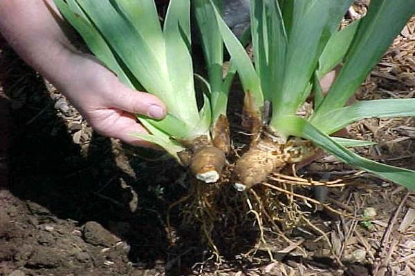 root propagation