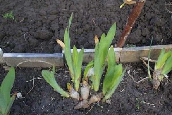 germinación de una flor