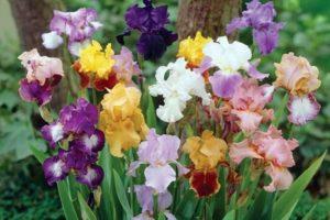 Description of varieties of bearded iris, planting and care in the open field