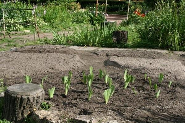 the flowerbed turns green