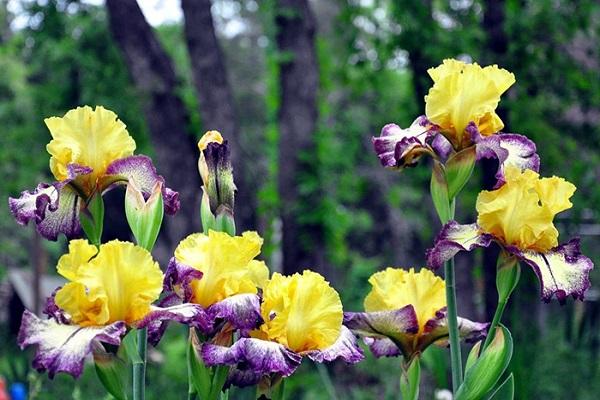 yellow iris