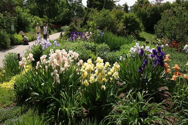 transplantation dans le jardin