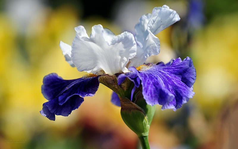 iris flower