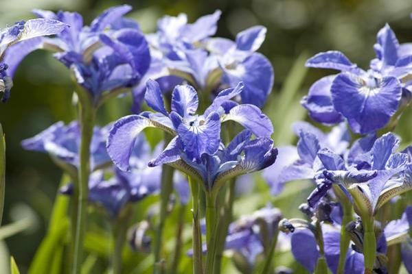 flowering plants