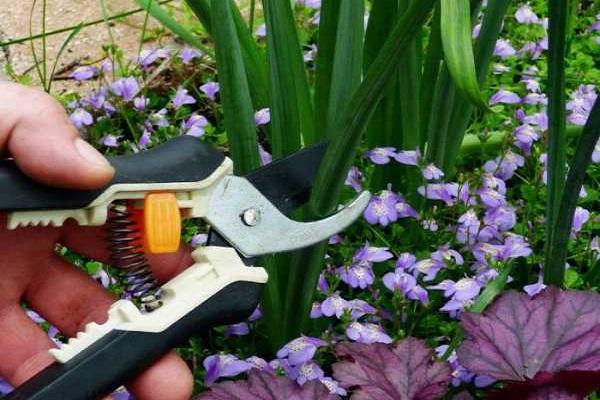 pruning shears