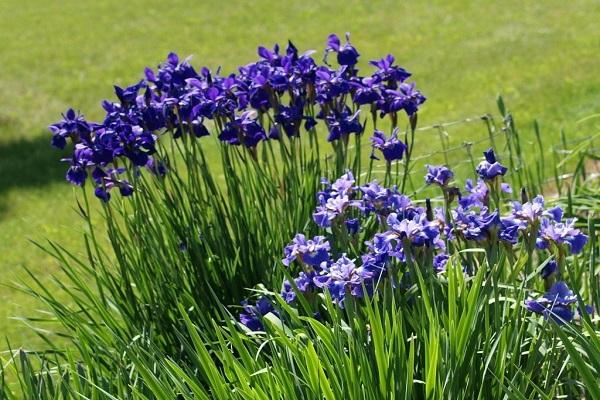 blooming lawn