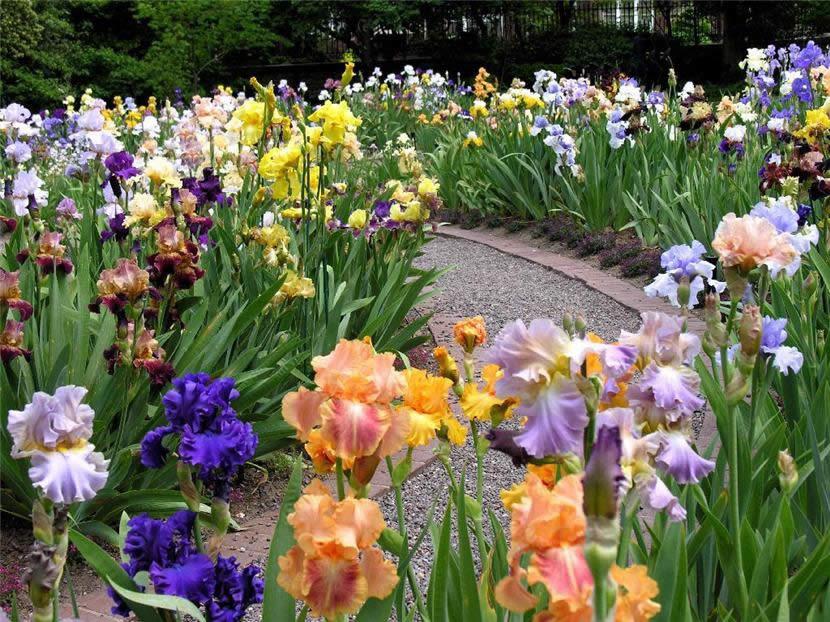 fleurs de caramel