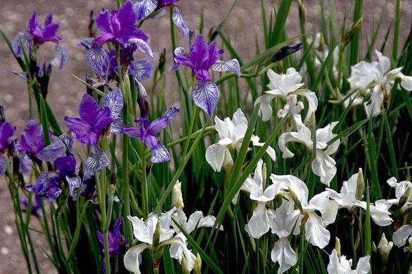 variétés d'iris