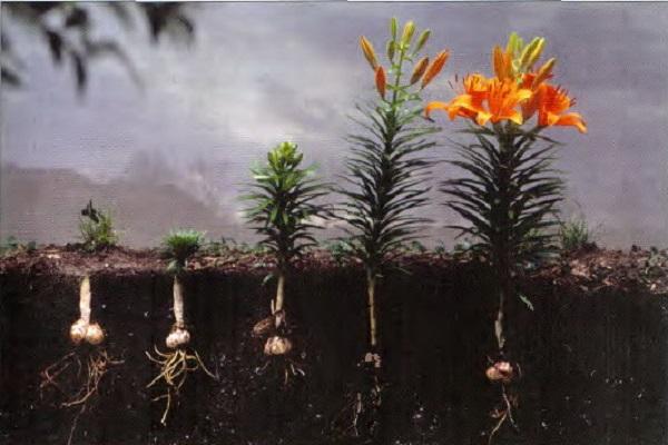 planting depth