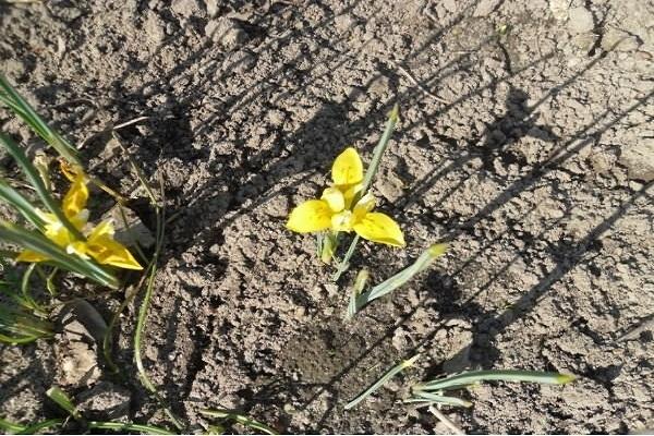 empieza a ponerse amarillo