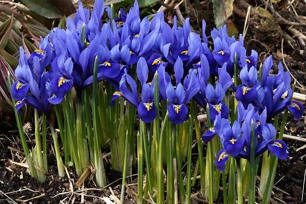 l'apparition de bourgeons