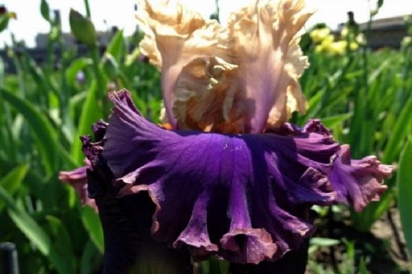 iris imberbe