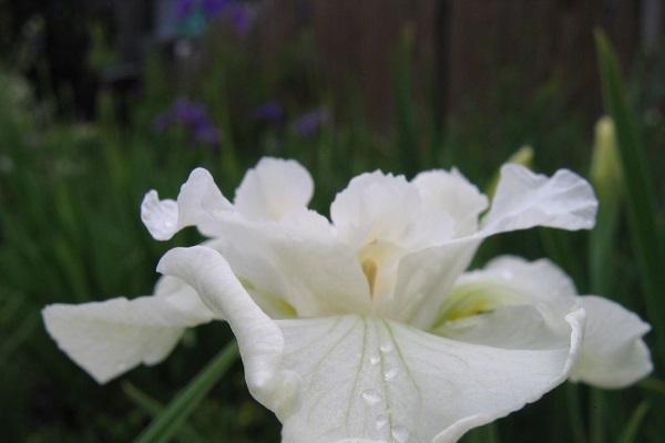 White flower