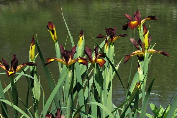 spuria au bord de la rivière