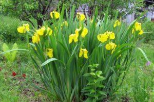 Descripción de variedades de iris, plantación, cultivo, cuidado en campo abierto.