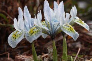 Description of the best varieties of mesh irises, planting, cultivation and care