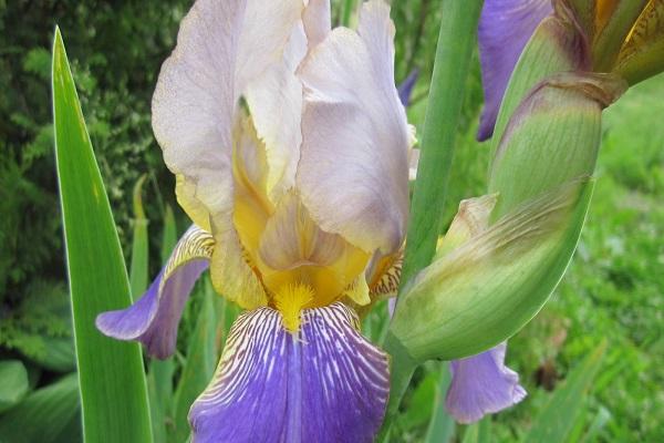 Flor de Jenin