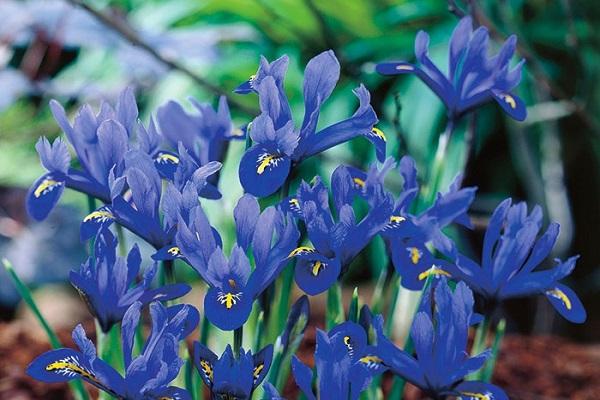 harmonie dans le jardin