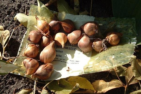 bombillas pequeñas