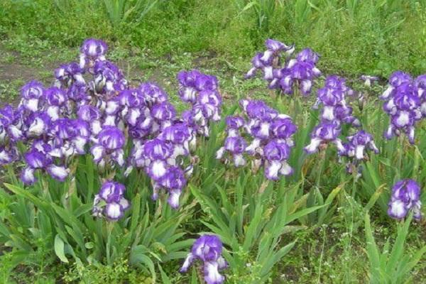 cuidado de la cama de flores