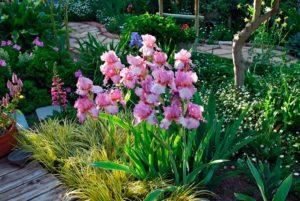 Avec quelles fleurs dans le parterre de fleurs sont des iris combinés, quoi planter ensuite