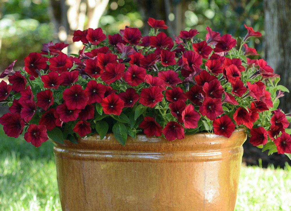 petunia in a pot