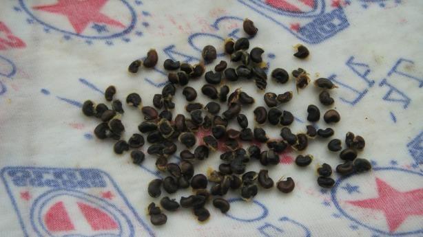 hibiscus seeds