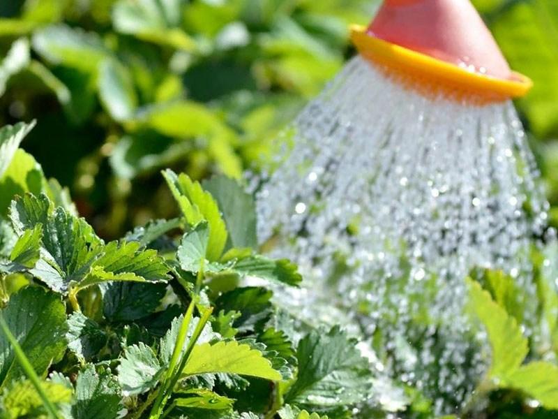 watering strawberries