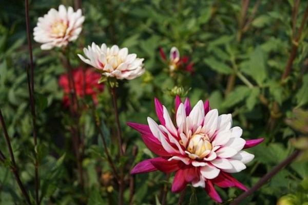 fleurs de dahlia