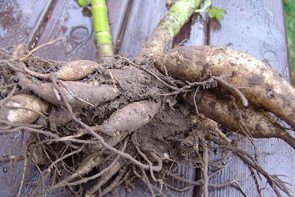 drying tubers