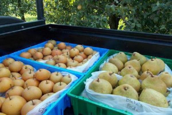 pears on the balcony