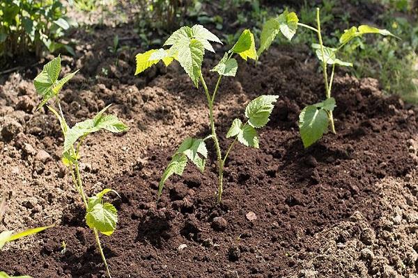 raspberry growing