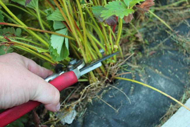 summer pruning